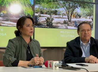 Sustituirán yucatecos del bulevar Rodríguez por árboles nativos de Sonora