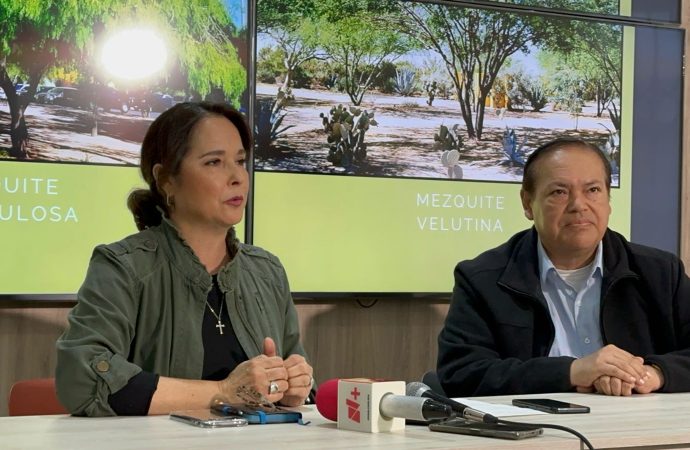 Sustituirán yucatecos del bulevar Rodríguez por árboles nativos de Sonora