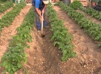 Papa Chile, Frijol y Algodón los más afectados por las heladas