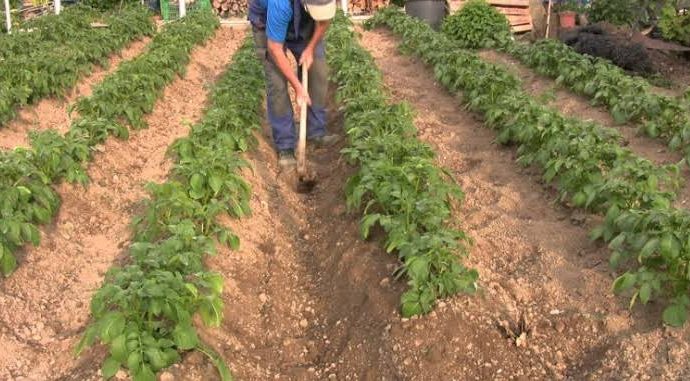 Papa Chile, Frijol y Algodón los más afectados por las heladas