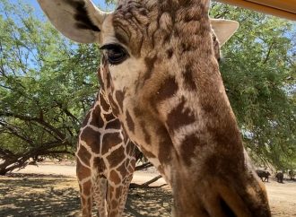 Se jubila la Jirafa Pancho del centro ecológico de Sonora tras 27 años de exhibición