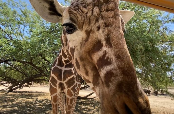 Se jubila la Jirafa Pancho del centro ecológico de Sonora tras 27 años de exhibición