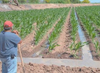 Catastrófico e incierto futuro del comercio en Cajeme