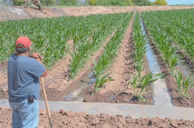 Catastrófico e incierto futuro del comercio en Cajeme