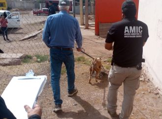 Rescatan agentes AMIC a “Bayron” por maltrato o crueldad animal