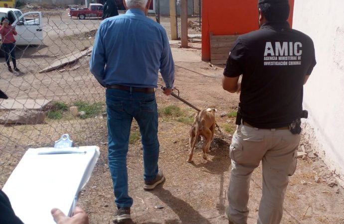 Rescatan agentes AMIC a “Bayron” por maltrato o crueldad animal