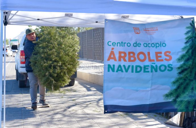 Llama Gobierno Municipal a aprovechar los centros de acopio de pinos navideños