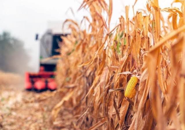 Los días del campo ya están contados: Omar Guillén