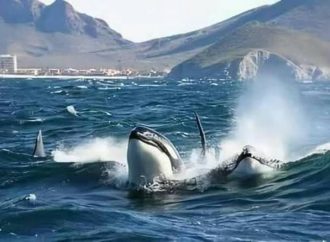 Advierten por avistamiento de orcas en Guaymas