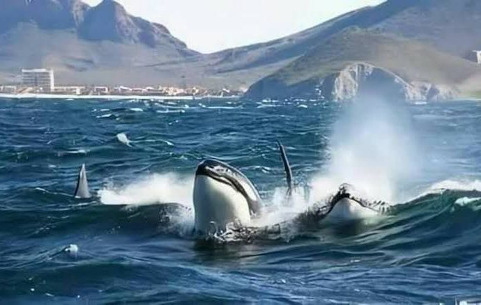 Advierten por avistamiento de orcas en Guaymas