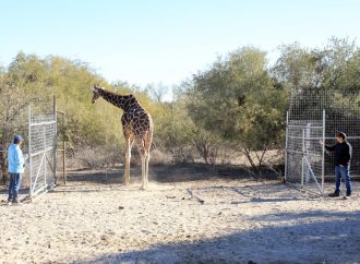 Fallece Pancho La Jirafa, ejemplar jubilado del Centro Ecológico