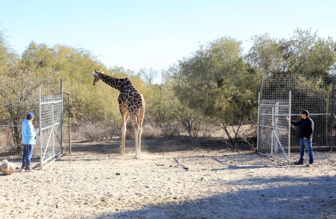 Fallece Pancho La Jirafa, ejemplar jubilado del Centro Ecológico