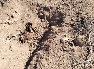 Sube a 19 el número de fosas clandestinas cerca de El Cholludo