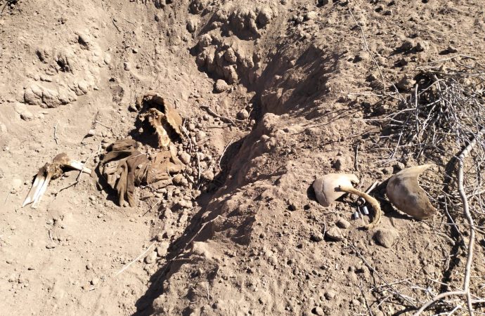 Sube a 19 el número de fosas clandestinas cerca de El Cholludo