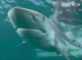Avistan gran tiburón blanco de 5 m de longitud en las costas de Guaymas