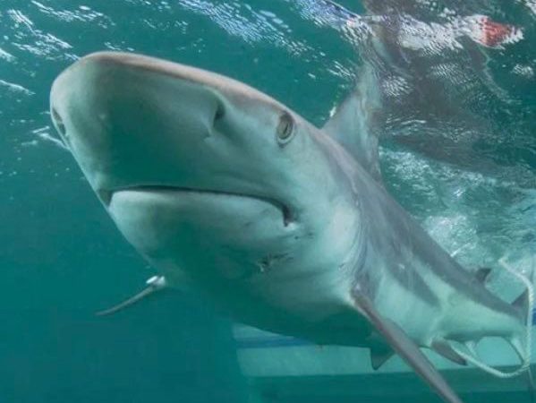 Avistan gran tiburón blanco de 5 m de longitud en las costas de Guaymas