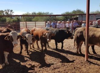Tras sequía ganaderos venden hatos y obtienen buenos precios