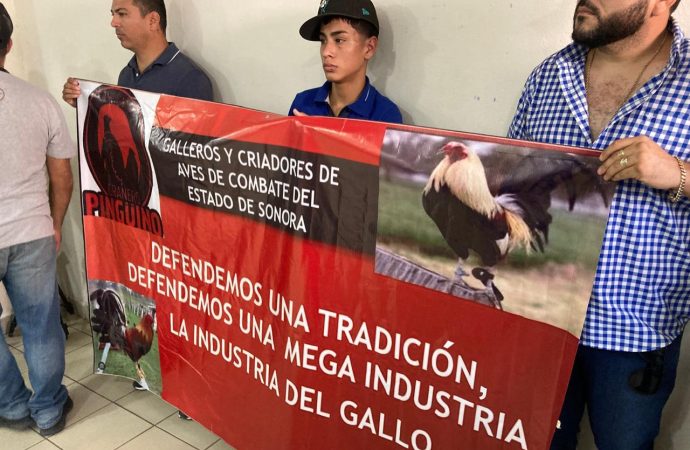 Piden galleros no prohibir las peleas en Sonora