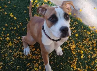 Piden a denunciar cualquier acto de violencia animal durante vacaciones