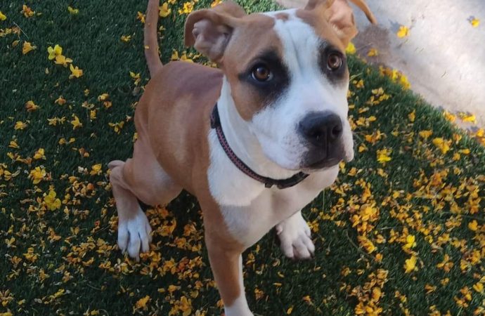 Piden a denunciar cualquier acto de violencia animal durante vacaciones