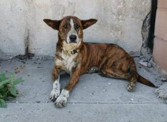 Piden a denunciar cualquier acto de violencia animal durante vacaciones