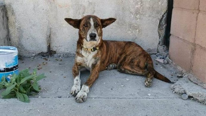 Piden a denunciar cualquier acto de violencia animal durante vacaciones