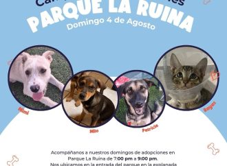 Invitan a participar en la adopción de mascotas