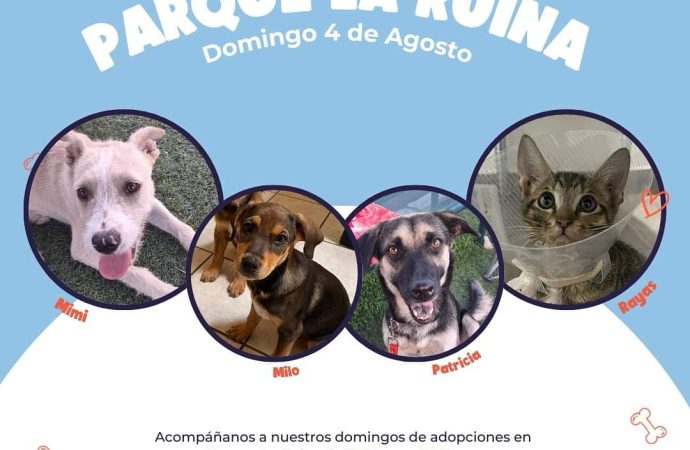 Invitan a participar en la adopción de mascotas