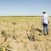 Debe autorizarse a pequeños productores 100% de sus hectáreas para siembra