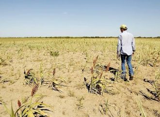 Debe autorizarse a pequeños productores 100% de sus hectáreas para siembra