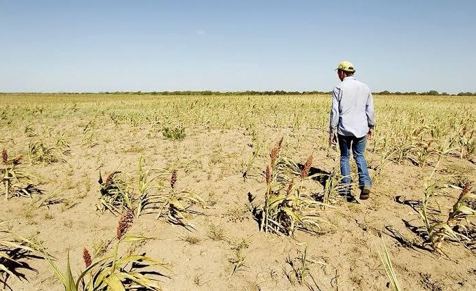 Debe autorizarse a pequeños productores 100% de sus hectáreas para siembra