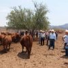 Perciben ganaderos avances en seguridad en Sonora