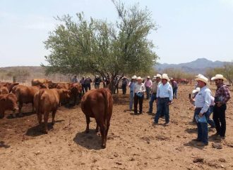 Perciben ganaderos avances en seguridad en Sonora