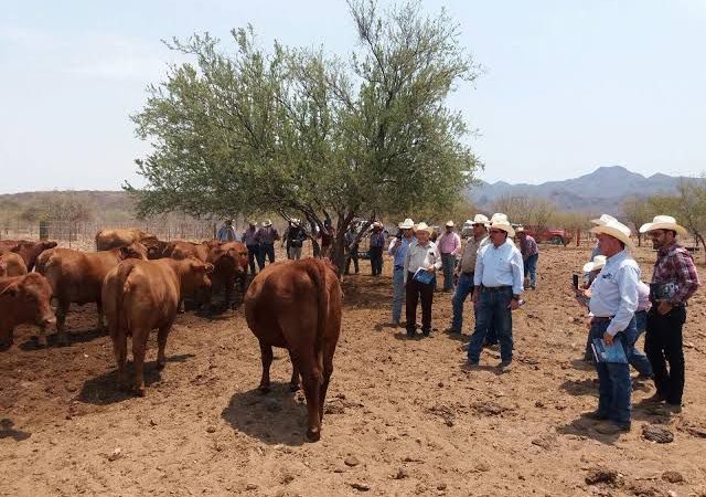 Perciben ganaderos avances en seguridad en Sonora