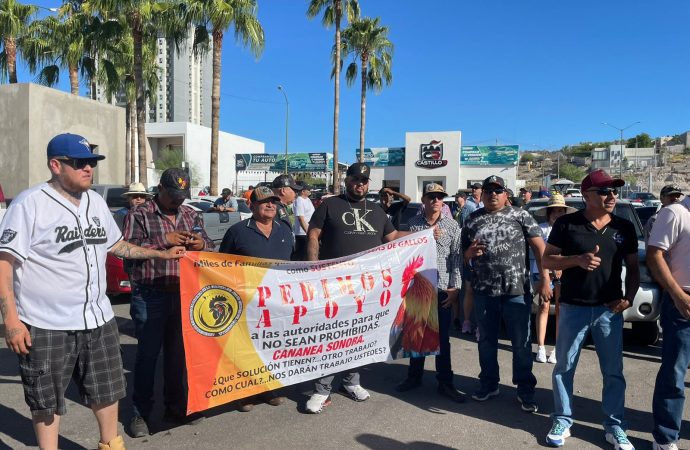 Marchan galleros en Hermosillo