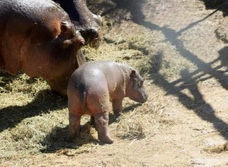 Nace hipopótamo en el Centro Ecológico de Sonora