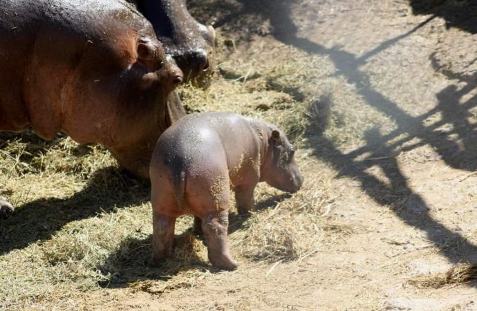 Nace hipopótamo en el Centro Ecológico de Sonora