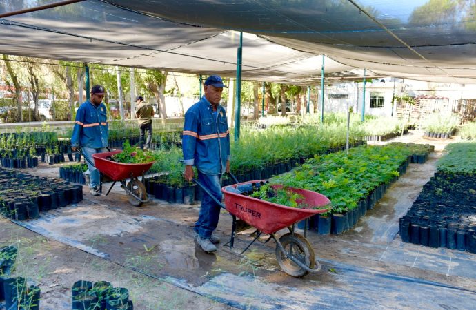 Invita Vivero Municipal a adoptar un árbol nativo este sábado
