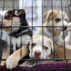 España prohíbe por ley la venta de perros, gatos y hurones en tiendas