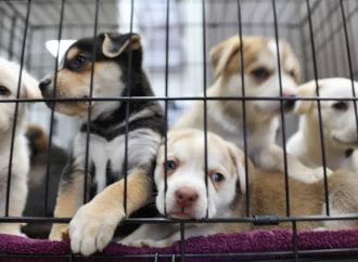 España prohíbe por ley la venta de perros, gatos y hurones en tiendas