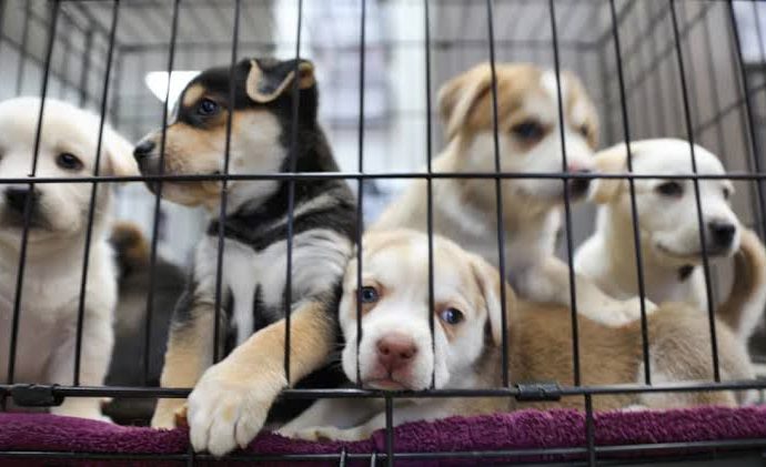 España prohíbe por ley la venta de perros, gatos y hurones en tiendas