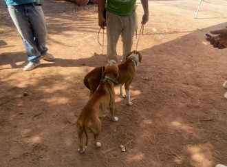 Esterilizan mascotas en Cajeme