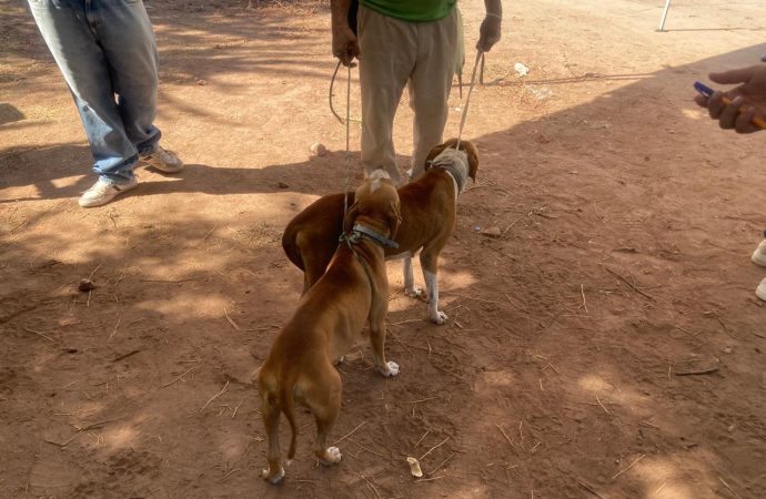 Esterilizan mascotas en Cajeme