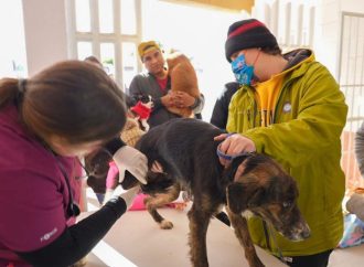 Este fin de semana llevarán jornada de esterilización al norte de Hermosillo