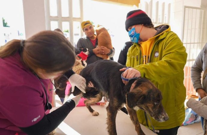 Este fin de semana llevarán jornada de esterilización al norte de Hermosillo