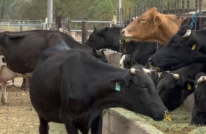 Estados Unidos inspeccionará ganado Sonorense