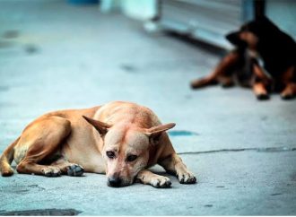 Hay 27 perros extraviados desde navidad en Hermosillo