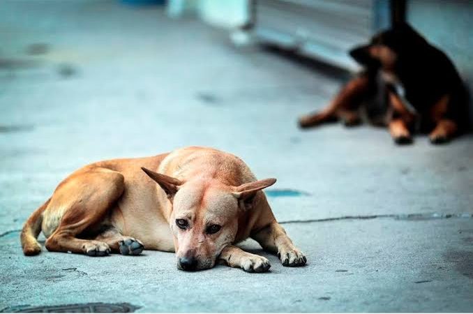 Hay 27 perros extraviados desde navidad en Hermosillo