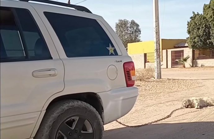 Se investiga caso de maltrato animal en San Luis Río Colorado