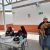 Realizan la primera jornada de esterilización del 2025 en Hermosillo